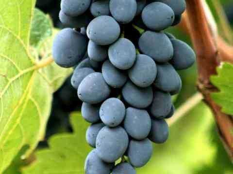 Домашнее молдавское вино "Молдова" 5 л 2020 года урожая.